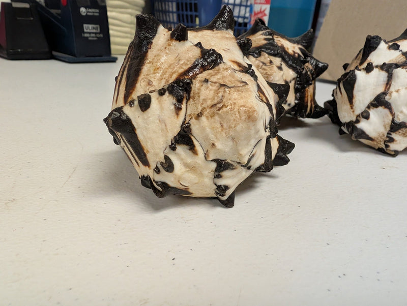 Black & White Murex Shell - MUREX NIGRITUS - ShellsLoving Coastal Living