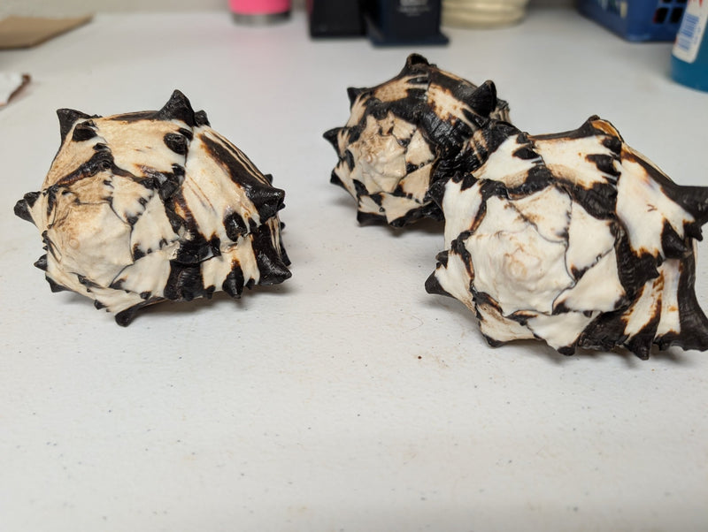 Black & White Murex Shell - MUREX NIGRITUS - ShellsLoving Coastal Living