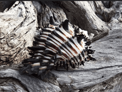 Black & White Murex Shell - MUREX NIGRITUS - ShellsLoving Coastal Living