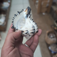Black & White Murex Shell - MUREX NIGRITUS - ShellsLoving Coastal Living