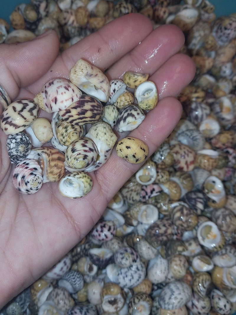 Bleeding tooth shells (Nerita peloronta) - Loving Coastal Living