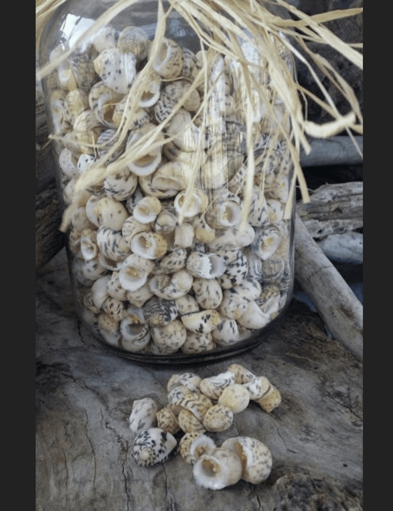 Bleeding tooth shells (Nerita peloronta) - Loving Coastal Living