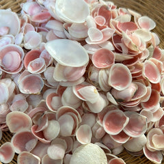 Blush Clam Shell - Loving Coastal Living