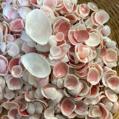 Blush Clam Shell - Loving Coastal Living