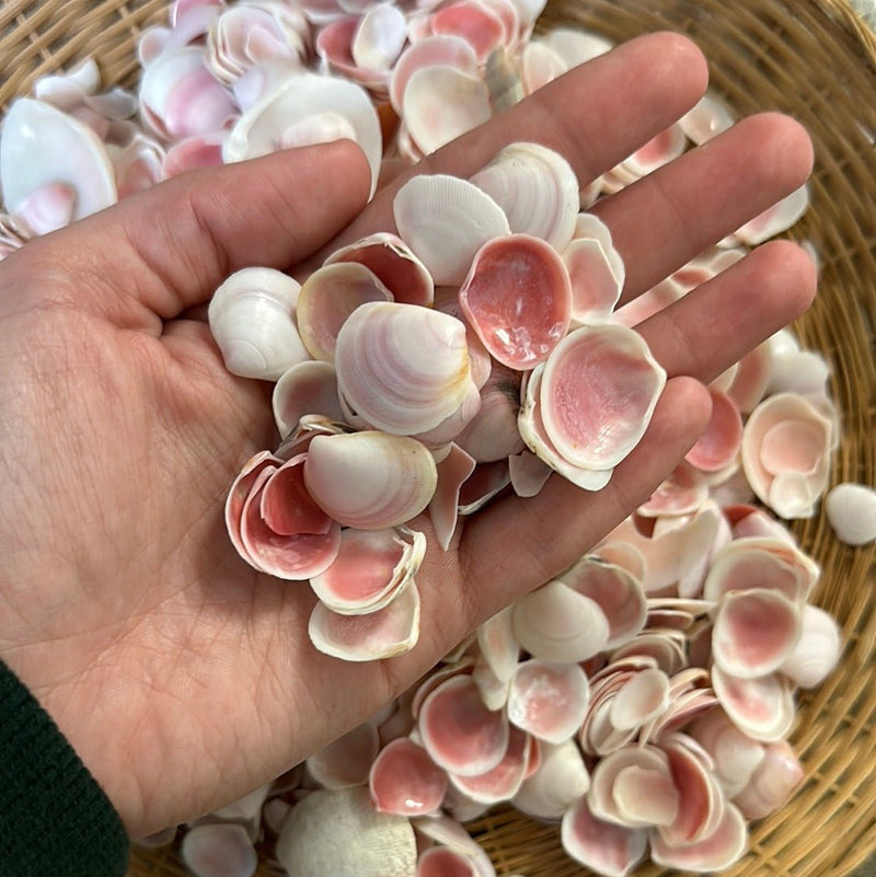 Blush Clam Shell - Loving Coastal Living