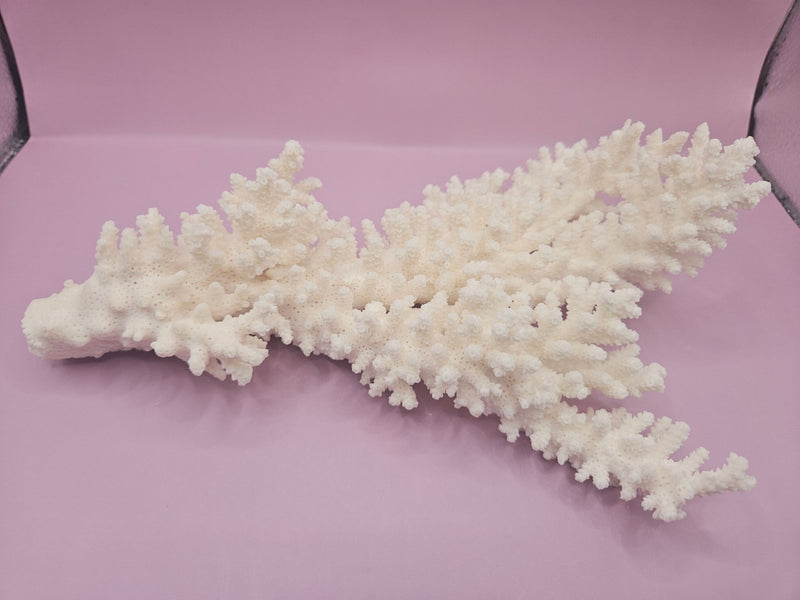 Branch Coral 10.5" - Loving Coastal Living