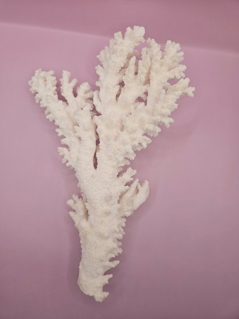 Branch Coral 10.5" - Loving Coastal Living