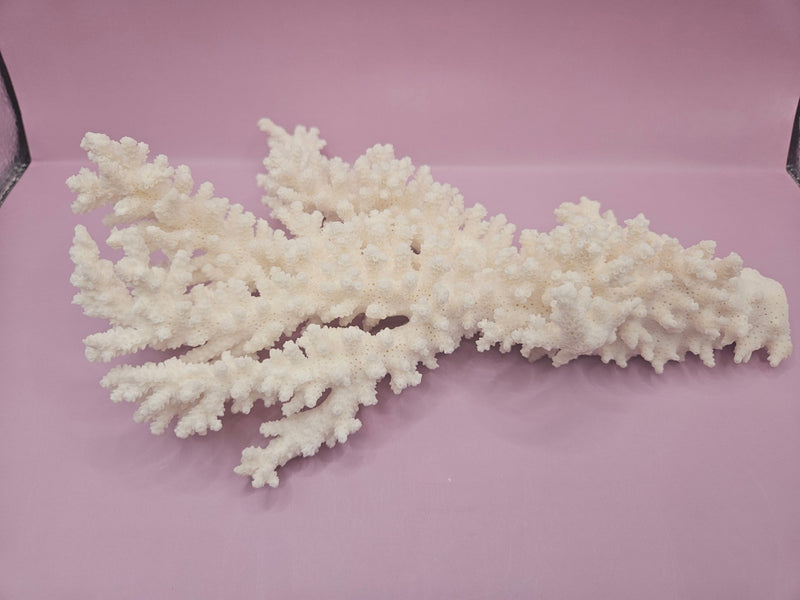 Branch Coral 10.5" - Loving Coastal Living