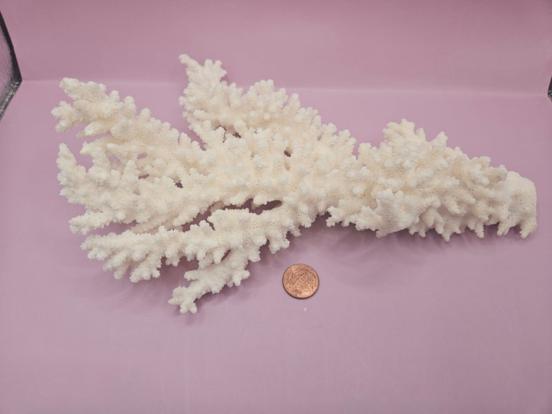 Branch Coral 10.5" - Loving Coastal Living