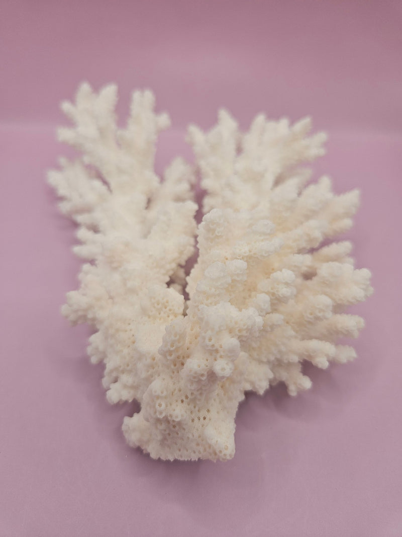 Branch Coral 6" - Loving Coastal Living