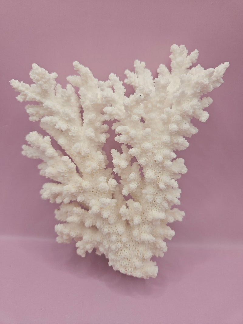 Branch Coral 6" - Loving Coastal Living