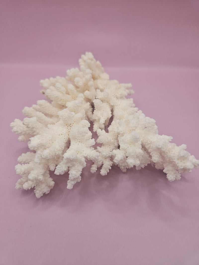 Branch Coral 6" - Loving Coastal Living