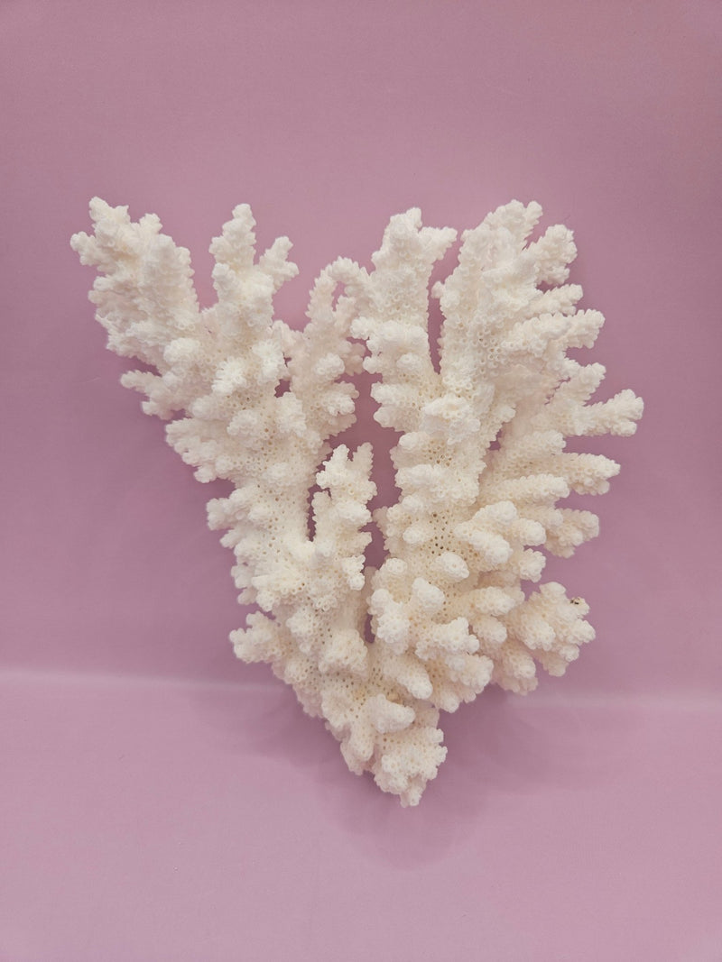 Branch Coral 6" - Loving Coastal Living