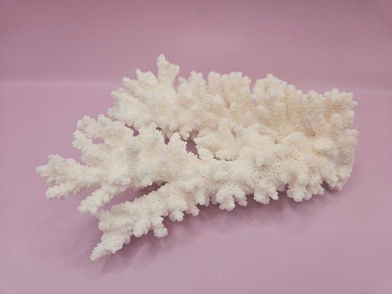 Branch Coral 6" - Loving Coastal Living