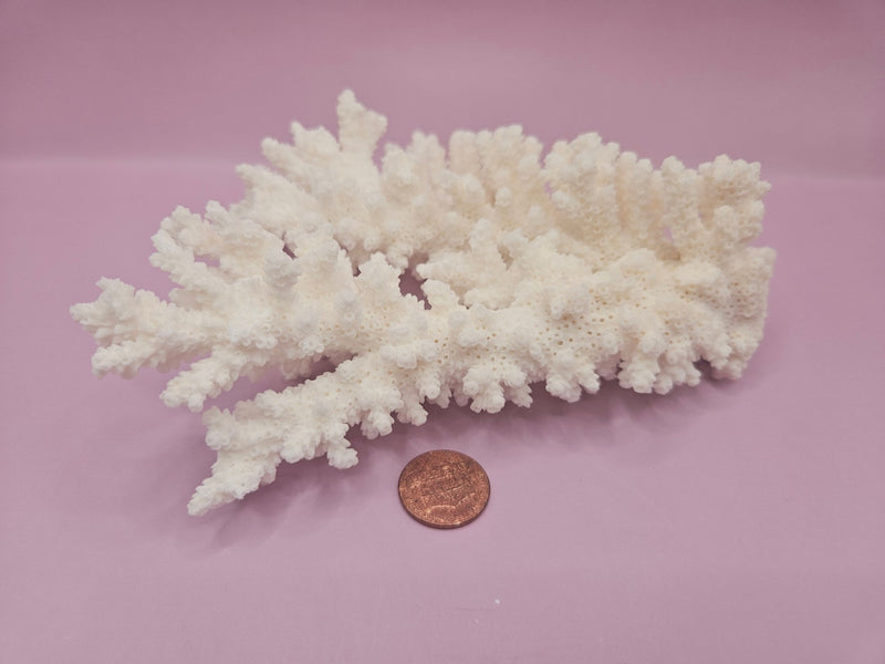 Branch Coral 6" - Loving Coastal Living