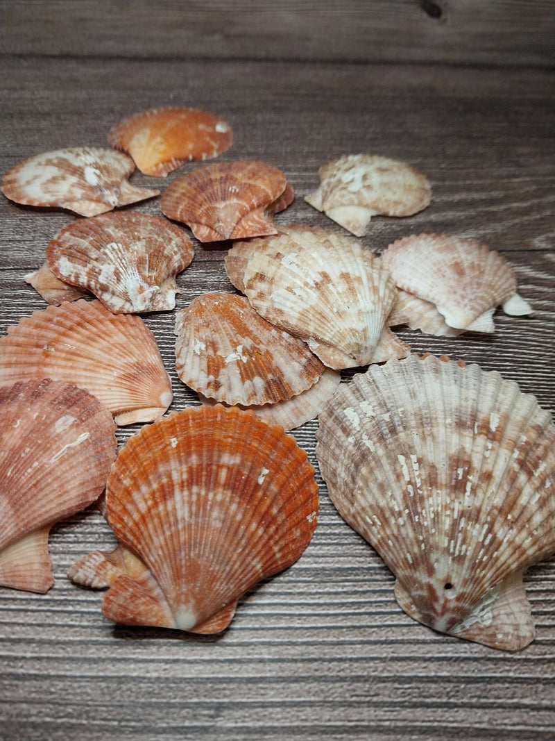 Bright Tropical Pectin Nobilis Scallops - ShellsLoving Coastal Living