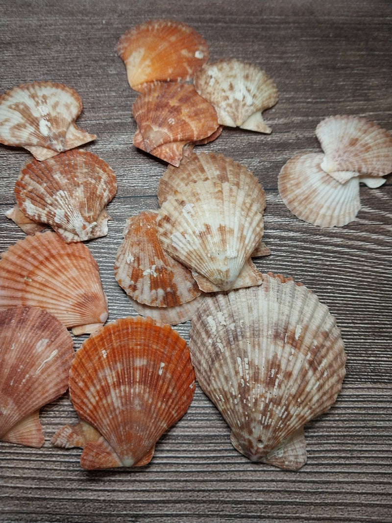 Bright Tropical Pectin Nobilis Scallops - ShellsLoving Coastal Living