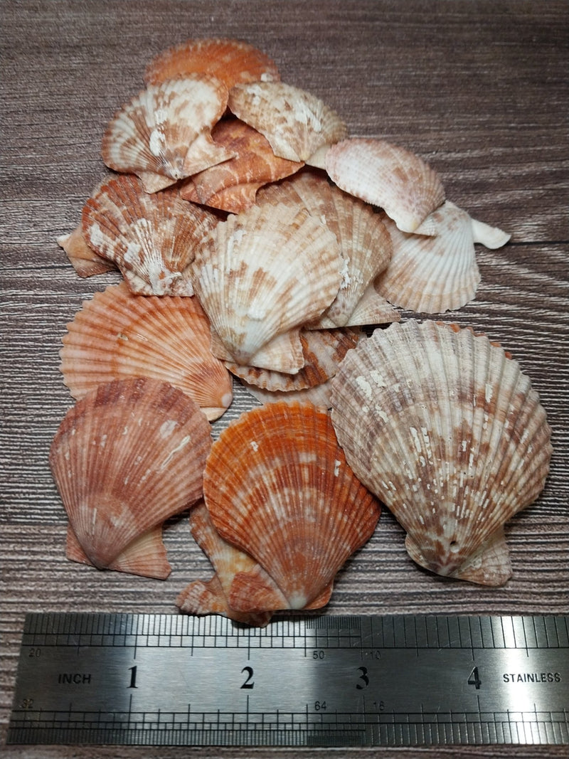 Bright Tropical Pectin Nobilis Scallops - ShellsLoving Coastal Living