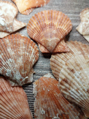 Bright Tropical Pectin Nobilis Scallops - ShellsLoving Coastal Living