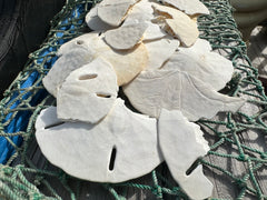 A collection of broken white sand dollars displayed on a green fishing net, perfect for crafting and mosaic projects. The sand dollars vary in size and shape, showcasing natural imperfections.