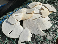 A collection of broken white sand dollars displayed on a green fishing net, perfect for crafting and mosaic projects. The sand dollars vary in size and shape, showcasing natural imperfections.