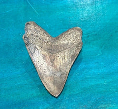 Bronze Megalodon Tooth - Loving Coastal Living