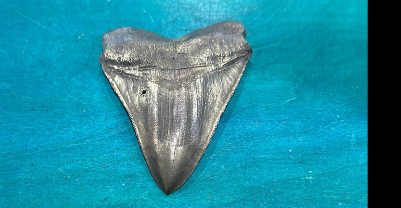 Bronze Megalodon Tooth - Loving Coastal Living