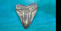 Bronze Megalodon Tooth - Loving Coastal Living