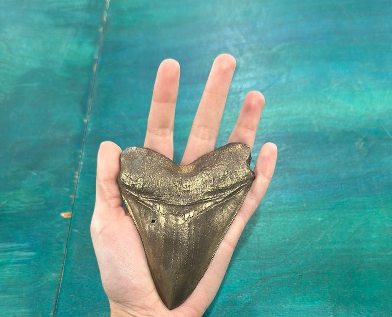 Bronze Megalodon Tooth - Loving Coastal Living