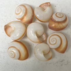 Brown and White Obba - Loving Coastal Living
