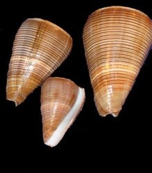 Brown Fig Cone Conus Figulinus Shell - Loving Coastal Living