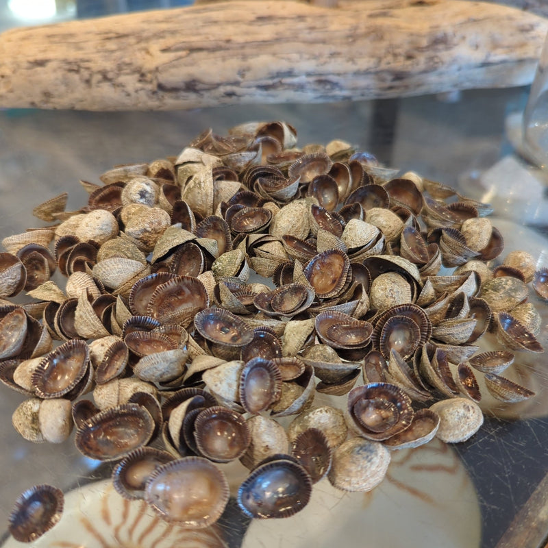 Brown Limpet Shells - ShellsLoving Coastal Living