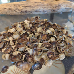 Brown Limpet Shells - ShellsLoving Coastal Living