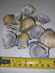 Brown & Purple Clam - ShellsLoving Coastal Living