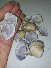 Brown & Purple Clam - ShellsLoving Coastal Living