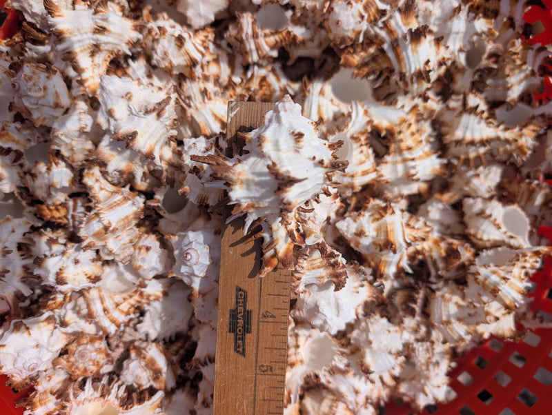 Murex Shells | Rare Collectible Seashells & Décor | Loving Coastal Living