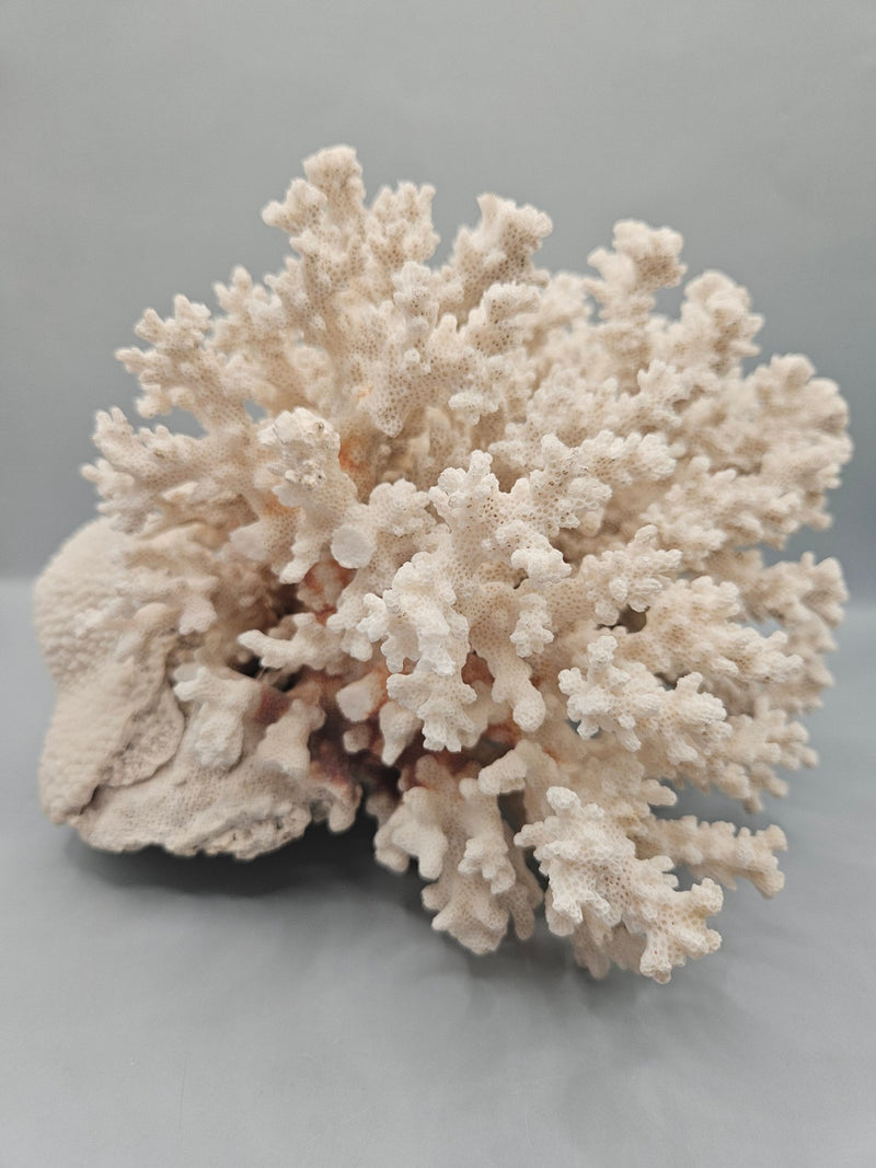 Brownstem Coral Attached to Brain Coral – 8.5"x8"x6" Unique Coral Display - coralLoving Coastal Living