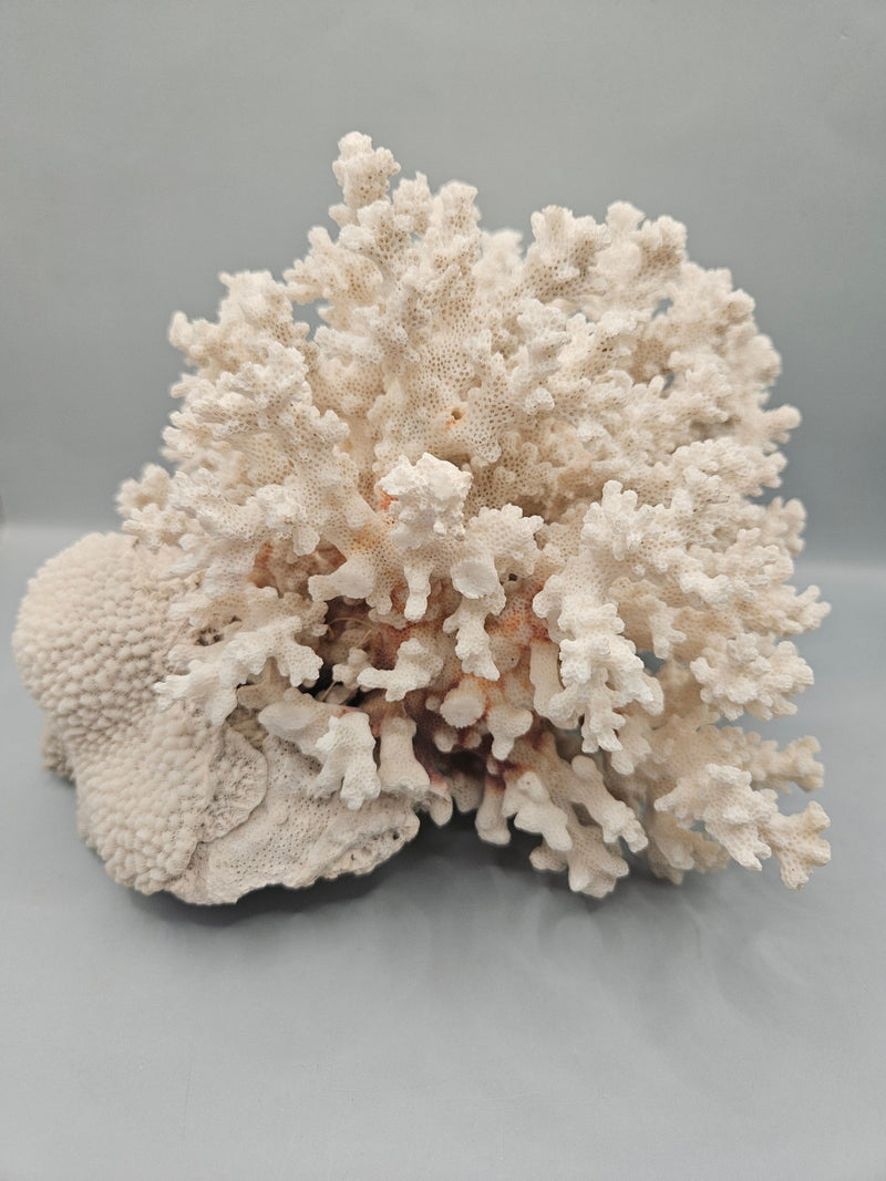 Brownstem Coral Attached to Brain Coral – 8.5"x8"x6" Unique Coral Display - coralLoving Coastal Living