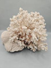 Brownstem Coral Attached to Brain Coral – 8.5