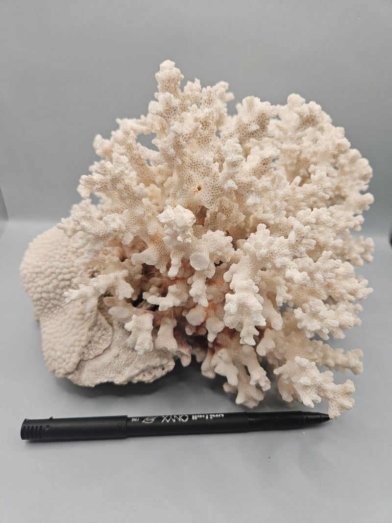 Brownstem Coral Attached to Brain Coral – 8.5"x8"x6" Unique Coral Display - coralLoving Coastal Living