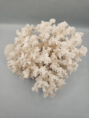 Brownstem Coral Attached to Brain Coral – 8.5