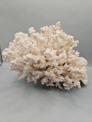 Brownstem Coral Attached to Brain Coral – 8.5