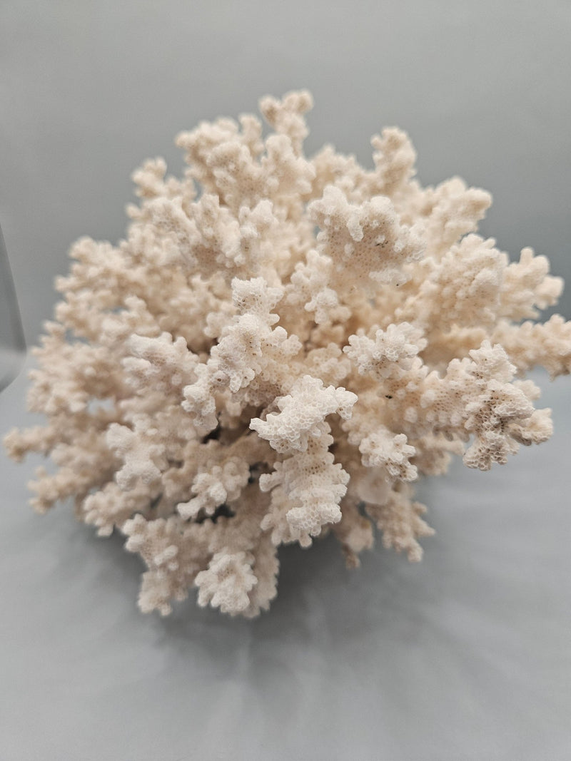 Brownstem Coral Attached to Brain Coral – 8.5"x8"x6" Unique Coral Display - coralLoving Coastal Living