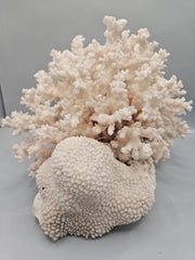 Brownstem Coral Attached to Brain Coral – 8.5