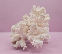 Brownstem Coral Attached to Brain Coral – Unique Natural Marine Display (6.5