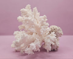 Brownstem Coral Attached to Brain Coral – Unique Natural Marine Display (6.5