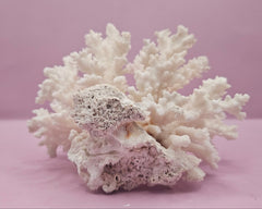 Brownstem Coral Attached to Brain Coral – Unique Natural Marine Display (6.5