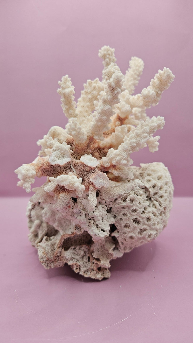 Brownstem Coral Attached to Brain Coral – Unique Natural Marine Display (9" x 6") - coralLoving Coastal Living