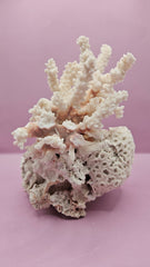 Brownstem Coral Attached to Brain Coral – Unique Natural Marine Display (9