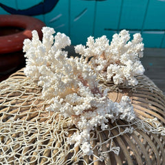 Brownstem Coral (Pocillopora verrucosa) - CoralLoving Coastal Living